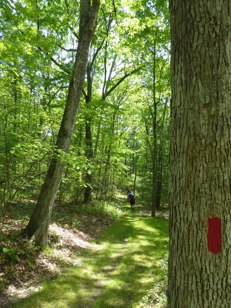 Bald Eagle Lizard Map, Pennsylvania